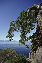 Palmer's Fig (Ficus palmeri), Carmen Island, Sea of Cortez, Baja California, Mexico