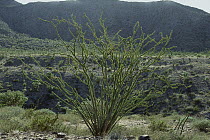Ocotillo (Fouquieria splendens) with a flush of green leaves after rain, Puerto Splendens, Baja California Peninsula, Mexico