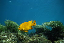 Garibaldi (Hypsypops rubicundus) male swimming amid seaweed, Magdalena Island, Baja California, Mexico