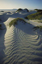 Sand dunes stabilized by colonizing vegetation, Baja California, Mexico
