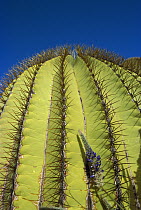 Giant Barrel Cactus (Ferocactus diguetii) detail of spines, Santa Catalina Island, Sea of Cortez, Baja California, Mexico