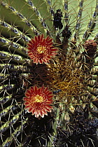 Giant Barrel Cactus (Ferocactus diguetii) in bloom, Santa Catalina Island, Sea of Cortez, Baja California, Mexico