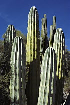 Cardon (Pachycereus pringlei) cacti, Sea of Cortez, Baja California, Mexico