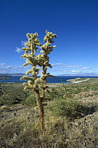 Teddy Bear Cholla (Cylindropuntia bigelovii) in Sonoran desert landscape, Puerto Remedios, Sea of Cortez, Baja California, Mexico