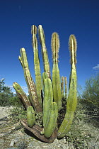Old Man Cactus (Lophocereus schottii) in Sonoran desert landscape, Baja California, Mexico