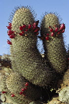 Fishhook Cactus (Mammillaria sp) blooming showing characteristic spines, Santa Catalina Island, Sea of Cortez, Baja California, Mexico