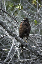 Harris' Hawk (Parabuteo unicinctus) in mangroves, Magdalena Bay, Baja California, Mexico