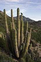 Common Raven (Corvus corax) perching in Cardon cactus (Pachycereus pringlei), Sonoran Desert, Santa Catalina Island, Sea of Cortez, Baja California, Mexico