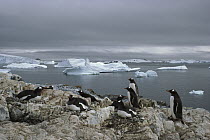 Gentoo Penguin (Pygoscelis papua) breeding colony on snow-free high ground, Couverville Island, Antarctic Peninsula, Antarctica