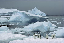 Gentoo Penguin (Pygoscelis papua) group with icebergs, Couverville Island, Antarctic Peninsula, Antarctica