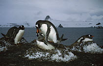 Gentoo Penguin (Pygoscelis papua) pair mating on nest, Aitcho Island, Antarctica