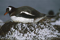 Gentoo Penguin (Pygoscelis papua) adult incubating on pebble nest, Aitcho Island, Antarctica