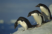 Adelie Penguin (Pygoscelis adeliae) commuting to sea over ice apron, Cape Hallet, Ross Sea, Antarctica