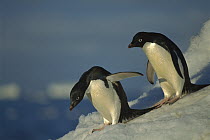 Adelie Penguin (Pygoscelis adeliae) commuting to sea over ice apron, Cape Hallet, Ross Sea, Antarctica