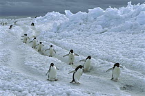 Adelie Penguin (Pygoscelis adeliae) commuting to colony across fast ice, Franklin Island, Ross Sea, Antarctica