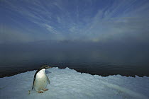 Adelie Penguin (Pygoscelis adeliae) portrait on ice apron, Cape Hallet, Ross Sea, Antarctica