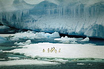 Adelie Penguin (Pygoscelis adeliae) group resting on ice floe by tabular berg, Antarctic Sound, Antarctic Peninsula, Antarctica