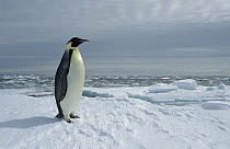 Emperor Penguin (Aptenodytes forsteri) portrait on fast ice edge, Princess Martha Coast, Weddell Sea, Antarctica