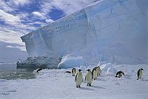 Emperor Penguin (Aptenodytes forsteri) group commuting across sea ice to nesting colony, Ekstrom Ice Shelf, Weddell Sea, Antarctica
