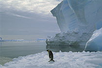 Emperor Penguin (Aptenodytes forsteri) walking across ice, Ekstrom Ice Shelf, Weddell Sea, Antarctica