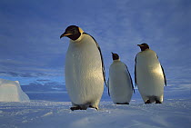 Emperor Penguin (Aptenodytes forsteri) trio on sea ice in midnight twilight, Ekstrom Ice Shelf, Weddell Sea, Antarctica