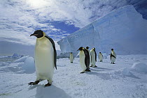 Emperor Penguin (Aptenodytes forsteri) commuting across sea ice to nesting colony, Ekstrom Ice Shelf, Weddell Sea, Antarctica