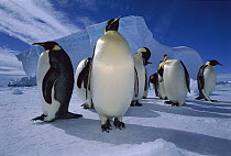 Emperor Penguin (Aptenodytes forsteri) group, Ekstrom Ice Shelf, Weddell Sea, Antarctica