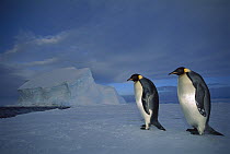 Emperor Penguin (Aptenodytes forsteri) pair on sea ice in midnight twilight, Ekstrom Ice Shelf, Weddell Sea, Antarctica