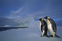 Emperor Penguin (Aptenodytes forsteri) pair sea ice in midnight twilight, Ekstrom Ice Shelf, Weddell Sea, Antarctica
