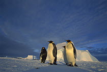 Emperor Penguin (Aptenodytes forsteri) group of four on sea ice under midnight sun, Ekstrom Ice Shelf, Weddell Sea, Antarctica