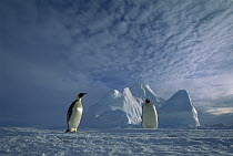 Emperor Penguin (Aptenodytes forsteri) pair, Ekstrom Ice Shelf, Weddell Sea, Antarctica