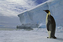 Emperor Penguin (Aptenodytes forsteri) on sea ice in midnight twilight, Ekstrom Ice Shelf, Weddell Sea, Antarctica