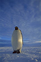 Emperor Penguin (Aptenodytes forsteri) individual on sea ice in midnight twilight, Ekstrom Ice Shelf, Weddell Sea, Antarctica