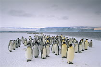 Emperor Penguin (Aptenodytes forsteri) fledging chicks and adults gathering along fast ice edge preparing to depart, Cape Darnley, Davis Sea, Antarctica