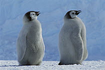 Emperor Penguin (Aptenodytes forsteri) chicks panting in warm spring weather, Riiser-Larsen Ice Shelf, Weddell Sea, Antarctica