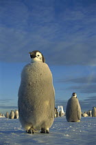 Emperor Penguin (Aptenodytes forsteri) large chick on fast ice, midnight sun in austral spring, No-Name Rookery, Princess Martha Coast, Weddell Sea, Antarctica