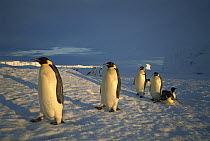 Emperor Penguin (Aptenodytes forsteri) group traveling across vast distance of fast ice to nesting rookery, Kloa Point, Edward VIII Gulf, Antarctica