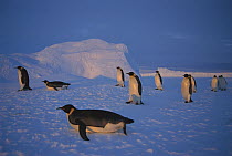 Emperor Penguin (Aptenodytes forsteri) traveling across vast distance of fast ice to nesting rookery, austral sunset, Kloa Point, Edward VIII Gulf, Antarctica