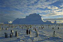 Emperor Penguin (Aptenodytes forsteri) rookery on fast ice near trapped iceberg, midnight sun in austral spring, No-Name Rookery, Princess Martha Coast, Weddell Sea, Antarctica