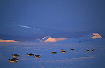 Emperor Penguin (Aptenodytes forsteri) tobogganing across vast distance of fast ice to nesting rookery, austral sunset, Kloa Point, Edward VIII Gulf, Antarctica