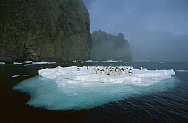 Adelie Penguin (Pygoscelis adeliae) crowding on melting summer ice floe, Possession Island, Ross Sea, Antarctica