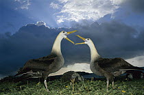 Waved Albatross (Phoebastria irrorata) courtship dance under rainy season clouds, Punta Cevallos, Espanola Island, Galapagos Islands, Ecuador