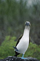 Blue-footed Booby (Sula nebouxii) male performing courtship dance, Punta Cevallos, Espanola Island, Galapagos Islands, Ecuador