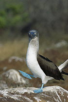 Blue-footed Booby (Sula nebouxii) performing courtship dance, Seymour Island, Galapagos Islands, Ecuador