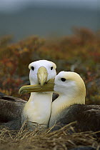 Waved Albatross (Phoebastria irrorata) pair bonding, Punta Cevallos, Espanola Island, Galapagos Islands, Ecuador