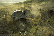 Volcan Alcedo Giant Tortoise (Chelonoidis nigra vandenburghi) dew laden spider webs around fumarole vents, caldera rim, Alcedo Volcano, Isabella Island, Galapagos Islands, Ecuador