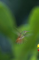 Rufous-tailed Hummingbird (Amazilia tzacatl) female hovering, west Andean cloud forest, Maquipucuna Reserve, Ecuador
