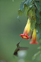Sword-billed Hummingbird (Ensifera ensifera) male feeding at flowers, 2,500-3,300 meters elevation, montane forest along eastern Andean slope, Papallacta Valley, Ecuador