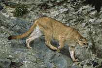 Mountain Lion (Puma concolor) crossing rocky terrain, native to Americas
