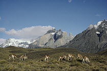 Guanaco (Lama guanicoe) family herd with windswept peaks in background, Torres del Paine National Park, Chile